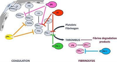 Serpins in Hemostasis as Therapeutic Targets for Bleeding or Thrombotic Disorders